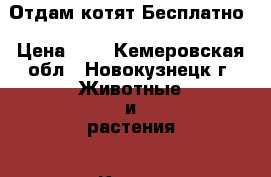 Отдам котят Бесплатно › Цена ­ 1 - Кемеровская обл., Новокузнецк г. Животные и растения » Кошки   . Кемеровская обл.